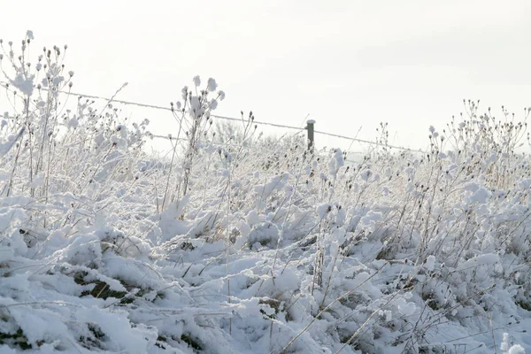 Cerca Alambre Púas Nieve —  Fotos de Stock