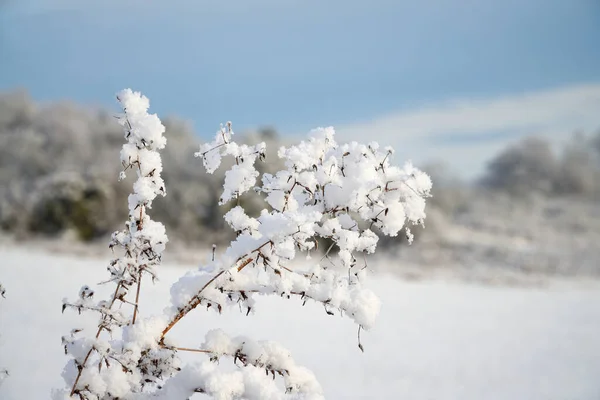 Nieve Suave Arbusto —  Fotos de Stock