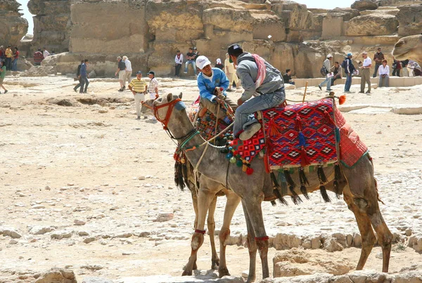 Camel Driver Tourists Giza Egypt — Stockfoto