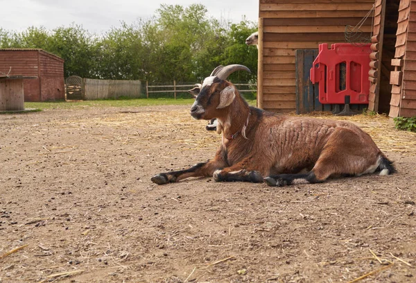 Adult Brown Goat Resting Dusty Ground — Zdjęcie stockowe