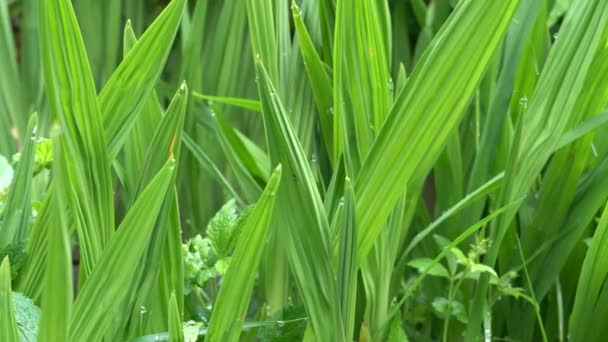 Caméra Déplaçant Lentement Après Feuillage Jardin Encore Humide — Video