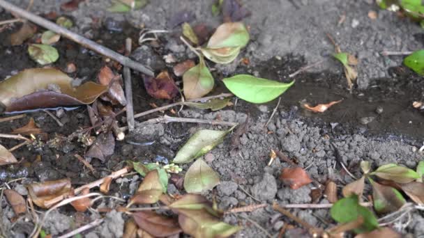 Dry Stream Bed Filling Water — Stock Video