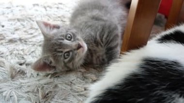 Küçük gri kedi evde oynuyor.