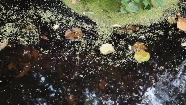 Feuilles Automne Dans Cours Eau Lent — Video