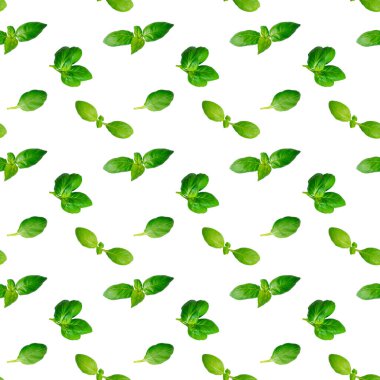 Beyaz arka planda izole edilmiş taze yeşil fesleğen yapraklarının yaratıcı, pürüzsüz deseni. Üst Manzara. Düz yatıyordu