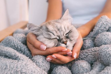 Sıcak, yumuşak bir battaniyenin içinde uyuyan sevimli kedi. Kadın kollarında uyuyan tatlı kedi. Kedileri severim. İnsanlar ve hayvanlar