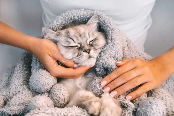 暖かい柔らかい毛布の中でかわいい猫をペット女性。女性の腕に甘い猫の昼寝。人と人の愛 — ストック写真
