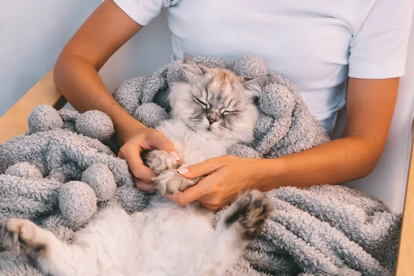 Симпатичная кошка спит на женских руках. Кошка дремлет в теплом одеяле. Человек и кошки любят и доверяют концепции — стоковое фото