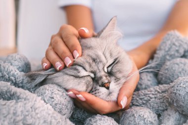 Sıcak bir battaniyenin içinde güzel bir kediyi okşayan kadın. Gri kedi ev sahibinin kollarında uyuyor. Evcil hayvanlar ve insan aşkı. Evcil hayvanla ev hayatı