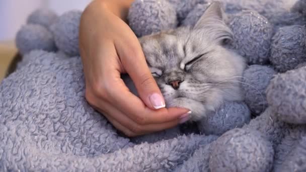 Владелица ласкает милую кошку в теплом уютном одеяле. Красивая кошка спит на женских руках. Человек и домашние животные любят и доверяют концепции. Домашняя жизнь с домашними животными — стоковое видео