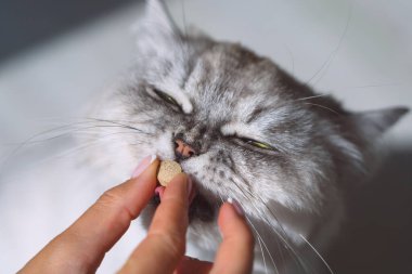 Kedi hapın içinde ilaç alıyor. Sahibi hasta kediye bir hap veriyor. Evcil hayvanlar için ilaç ve vitamin. Hayvanlar için ilaçlar.