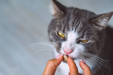 Owner giving medicine in a pill to sick cat. Medicine and vitamins for pets. Pills for animals. clipart