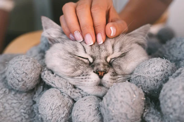 Любовь к животным. Счастливая милая серая кошка, вздремнувшая в теплом одеяле. Всемирный день домашних животных. Домашние животные и образ жизни. — стоковое фото