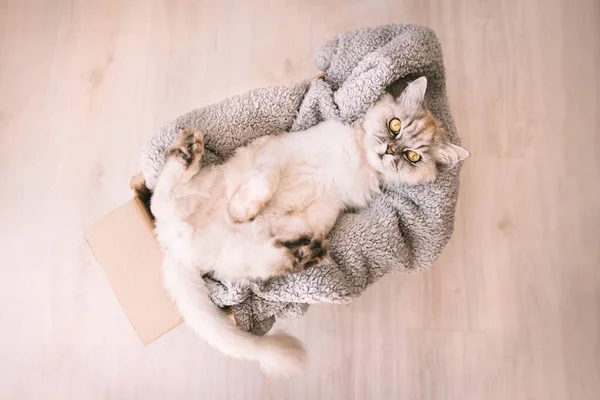 柔らかい居心地の良い毛布と段ボール箱でリラックス美しい灰色の面白い猫 — ストック写真