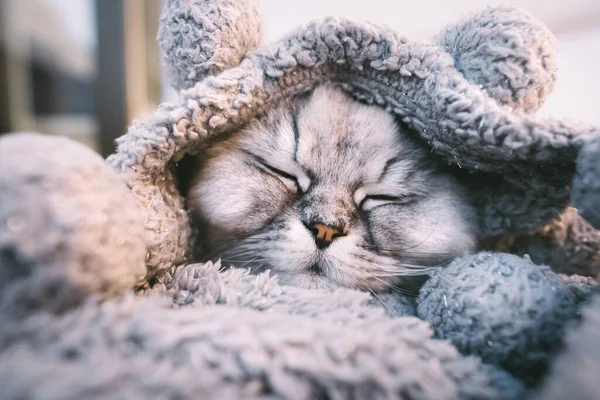 Симпатичная красивая серая кошка спит или грызет в уютном мягком одеяле. Потепление кошки под клеткой в холодную погоду — стоковое фото