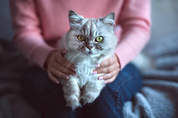 Серый персидский шиншилла кот с красивыми большими зелеными глазами, лежащими в руках женщины — стоковое фото
