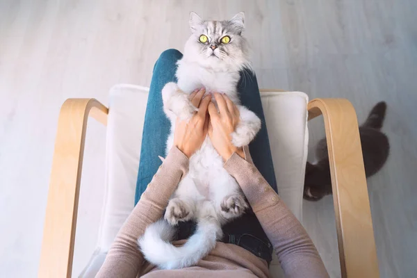 Cute beautiful grey cat with big green eyes lying in woman arms. Relaxed cat. Human and pets trust — Stock Photo, Image