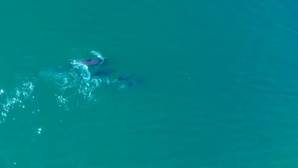 Aerial top view of dolphins playing themselves and jumping in Atlantic ocean — Stockvideo
