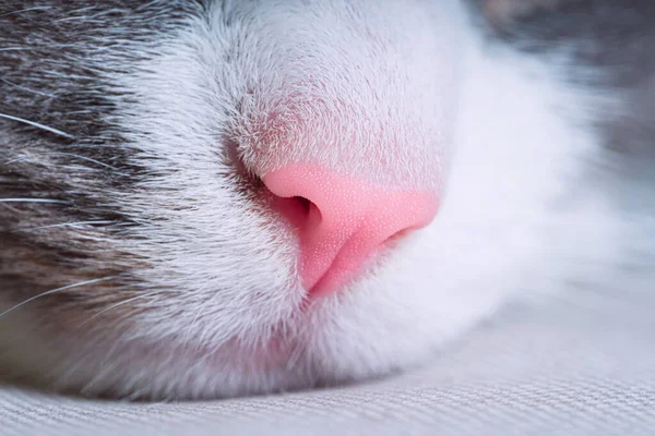 Gros plan du nez rose du chat. Vue macro — Photo