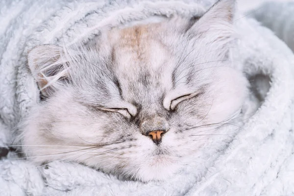 Симпатичный серый персидский кот спит или спит в уютном мягком одеяле. Кошка греется под клеткой. Концепция поздравительной открытки — стоковое фото