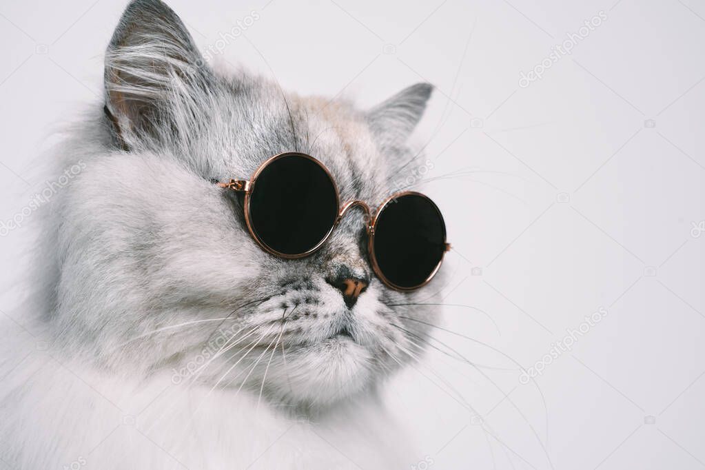 Portrait of funny grey cat in sunglasses. Copy space