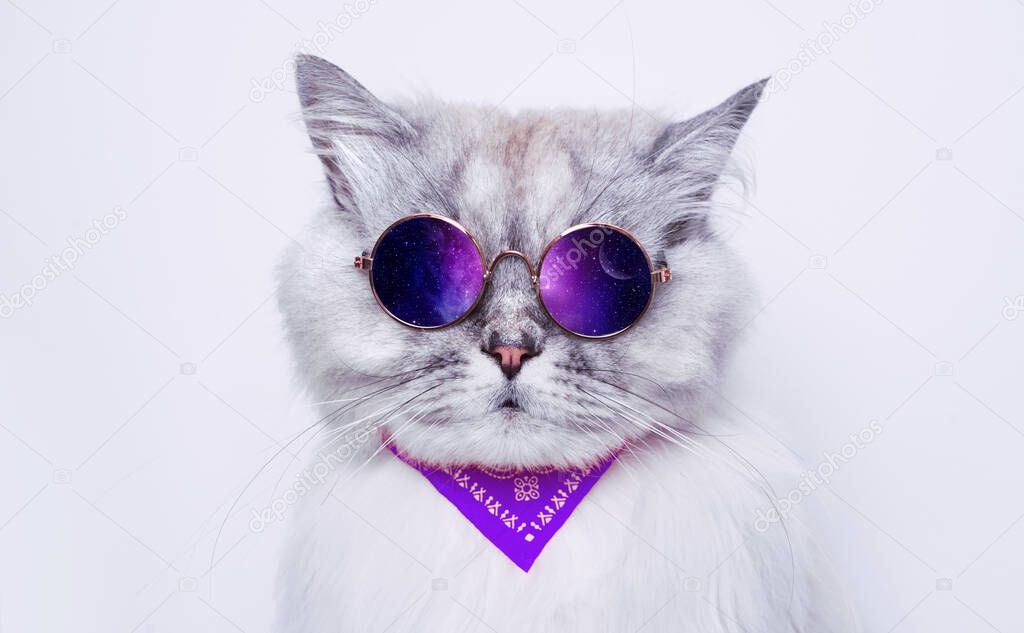 Portrait of funny grey cat in sunglasses reflecting space. Copy space