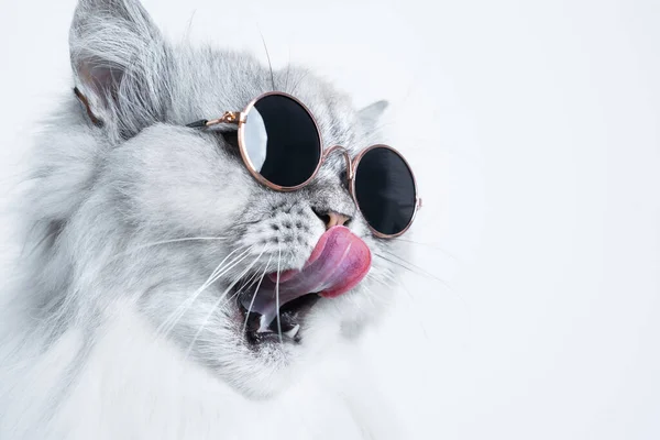 Portret śmiesznego szarego kota w okularach przeciwsłonecznych liżącego nos na białym tle z przestrzenią do kopiowania — Zdjęcie stockowe