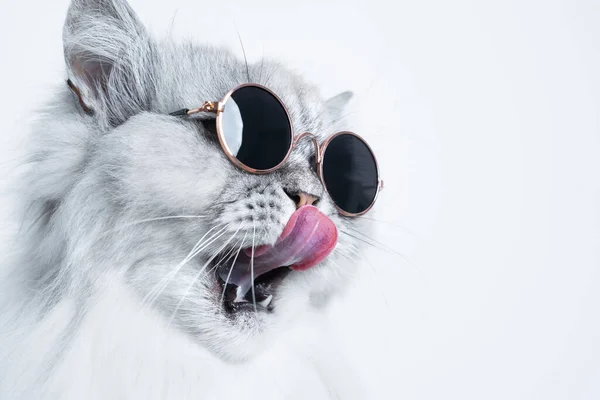 Retrato de gato cinza engraçado em óculos de sol lambendo seu nariz no fundo branco com espaço de cópia — Fotografia de Stock