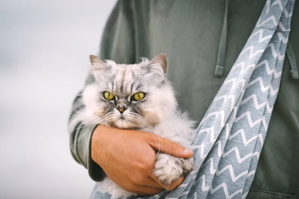 Забавный серый кот сидит в плечевой сумке кошки носителя в руках владельца на открытом воздухе — стоковое фото