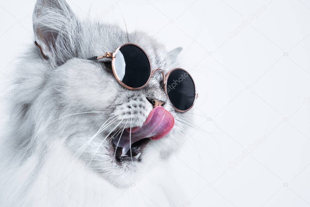Portrait of funny grey cat in sunglasses licking his nose on white background with copy space
