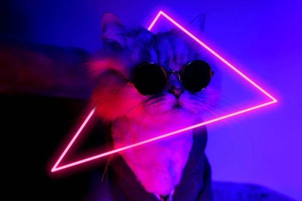 Retrato de gato de fiesta divertido en ropa y gafas de sol con luz de neón — Foto de Stock