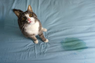 Cat sitting near wet or piss spot on the bed. Cat peeing or urinating on bed at home. Bad cat behaviour