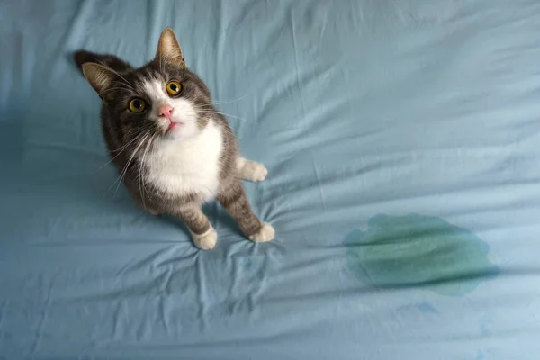 Cat sitting near wet or piss spot on the bed. Cat peeing or urinating on bed at home. Bad cat behaviour — стоковое фото