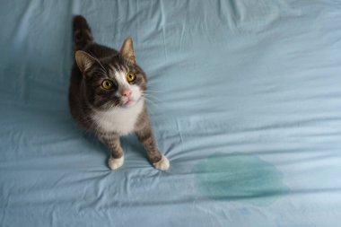 Domestic cat sitting near wet or piss spot on the bed. Cat peeing or urinating on bed