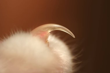 Uzun ve keskin kedi pençesinin yakın çekim ya da makro fotoğrafı