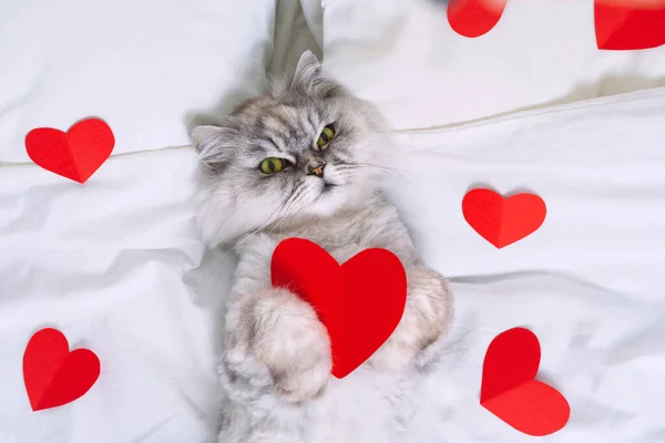 Красивая серая персидская кошка лежит на белой кровати с красными сердцами. Домашние животные — стоковое фото