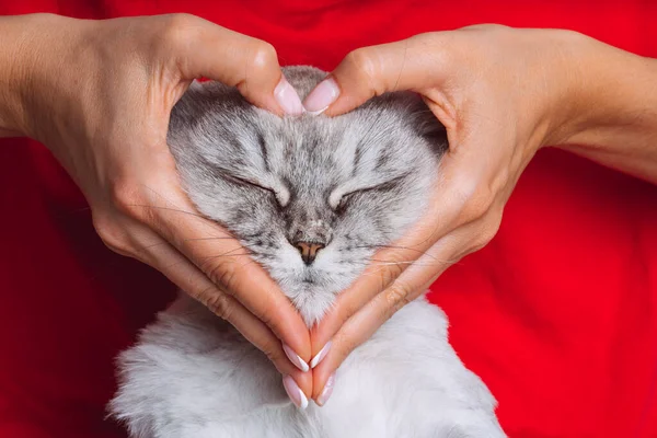 かわいい猫が手でハートの形をしている女性。動物への愛。ペットと人間の愛 — ストック写真