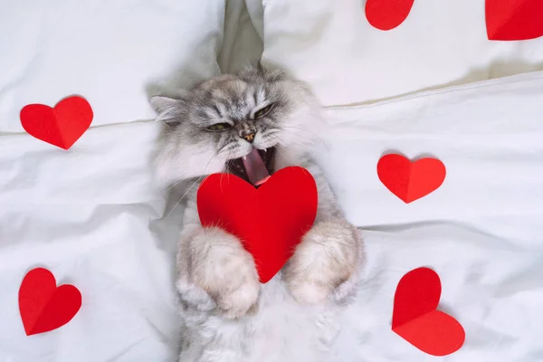 Забавный серый персидский кот лежит на белой кровати с красными сердцами. День святого Валентина — стоковое фото