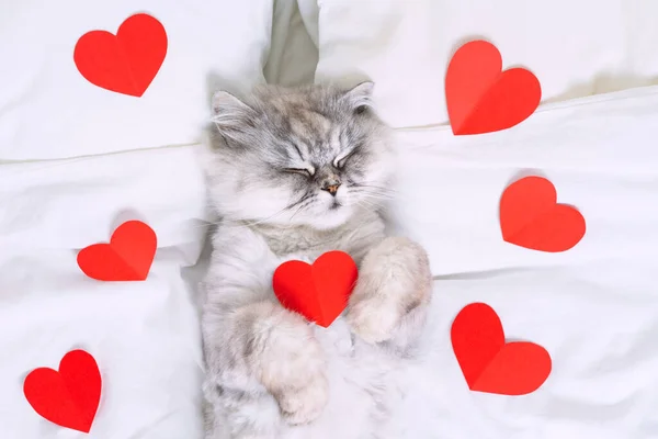 Симпатичный серый персидский кот лежит на белой кровати с красными сердцами. Кошачья любовь — стоковое фото