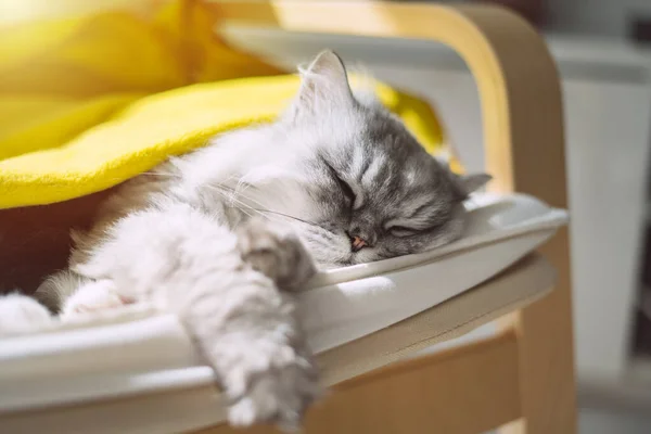 Симпатичная серая кошка, накрытая одеялом, спит или мерзнет на солнце. Ленивая кошка дремлет дома — стоковое фото