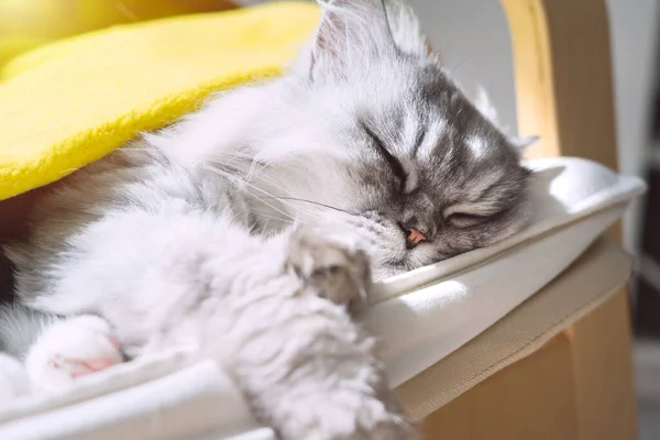 Симпатичная домашняя кошка отдыхает или спит дома и наслаждается солнцем — стоковое фото