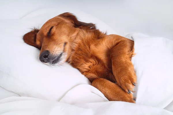 Dachshund de cabelos longos castanhos ou cão de salsicha dormindo na cama branca em um travesseiro e sob o cobertor como um humano. Pet friendly conceito de hotel — Fotografia de Stock