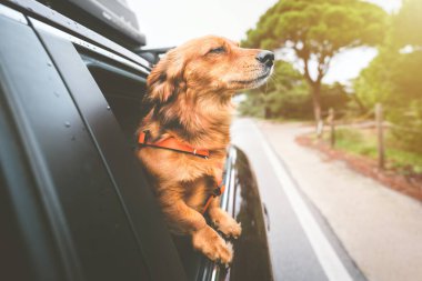 Köpek arabaya biniyor ve arabanın camından dışarı bakıyor. Mutlu köpek geziyor ve hayatın tadını çıkarıyor.