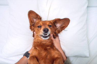 Yatakta komik köpek. Mutlu gülümseyen dachshund beyaz yastığın üzerinde yatıyor