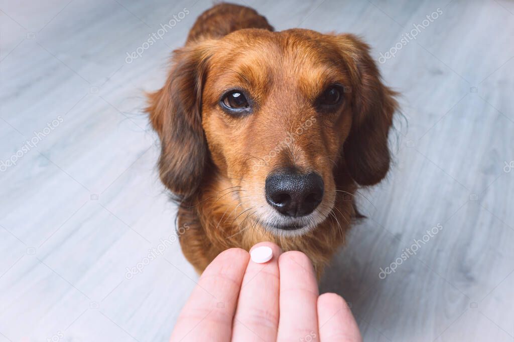 Owner giving medicine in a pill to his sick dog. Medicine and vitamins for pets. Pills for animals.