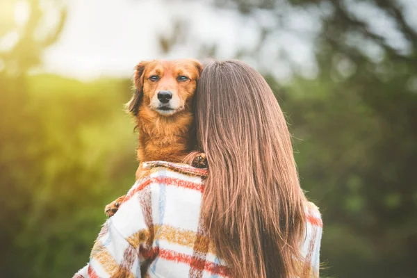 Dachshund köpeği olan bir kadın arkasını kolluyor. Köpek ve sahibi birlikte, en iyi arkadaşlar. Hayvanlar için aşk