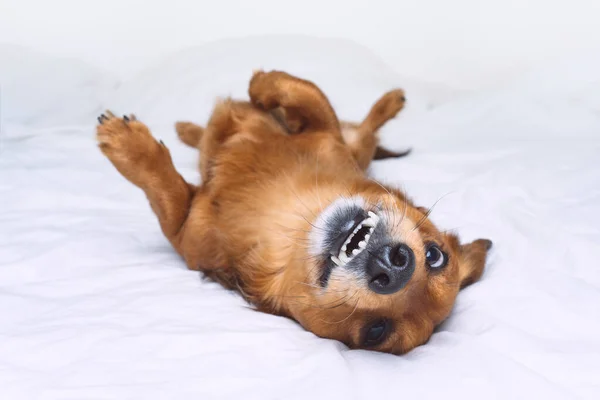 Divertido perro marrón acostado en la cama blanca. Feliz perro salchicha sonriente divirtiéndose —  Fotos de Stock