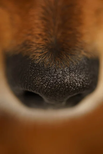黒犬の鼻を閉じてください。マクロビュー — ストック写真