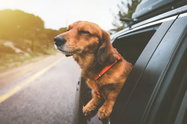 Dachshund cão andando de carro e olhando para fora da janela do carro. Cão feliz desfrutando a vida. Viajar com cão — Fotografia de Stock