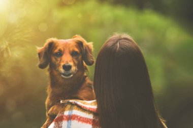 Dachshund köpeği sahibinin kollarında oturuyor ve omzunun üzerinden bakıyor. Köpek ve kadın birlikte.